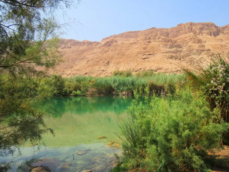 אטרקציות בים המלחמעיין טבעי בקרבת קמפ סהרה